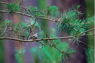 Mésange huppée sur une branche