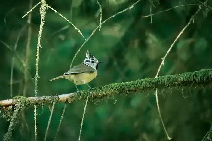 Tableau d'un Oiseau, Mésange huppée sur une branche