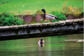 Tableau d'un Canard colvert