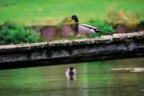 Tableau d'un Canard colvert