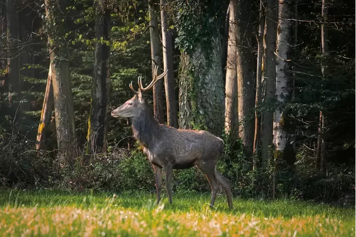 Tableau d'un grand Cerf élaphe