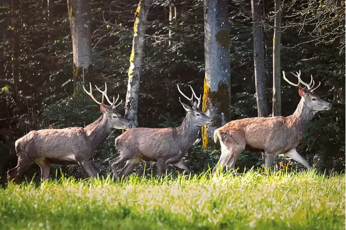 Tableau d'un Troupeau de cerfs