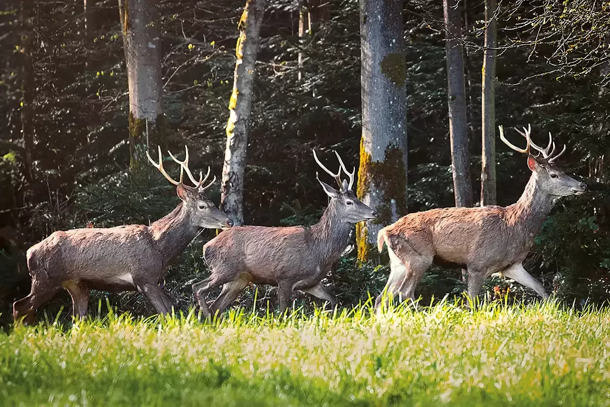 Tableau d'un Troupeau de cerfs