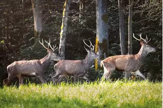 Tableau d'un Troupeau de cerfs