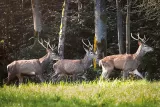 Tableau d'un Troupeau de cerfs