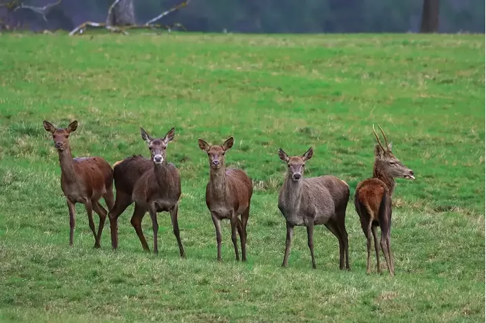 Tableau d'un Troupeau de cerfs élaphe