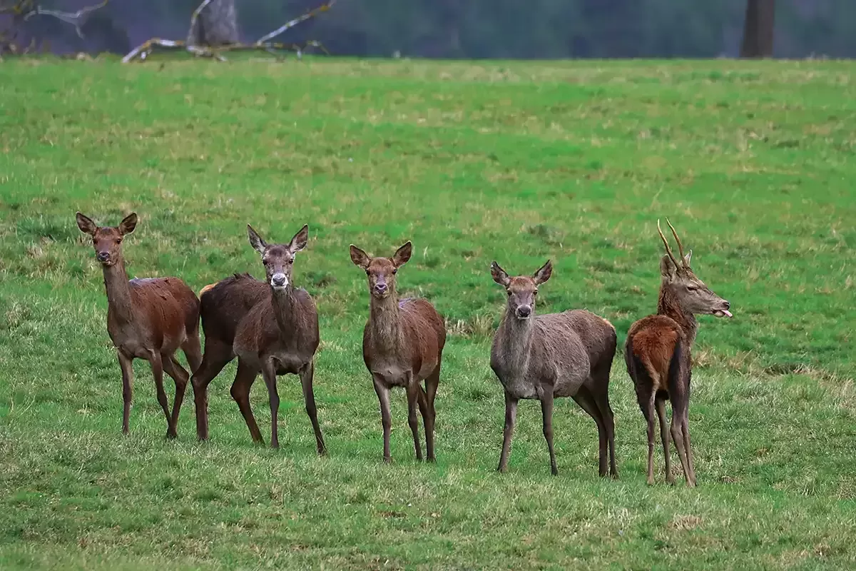 Tableau d'un Troupeau de cerfs élaphe