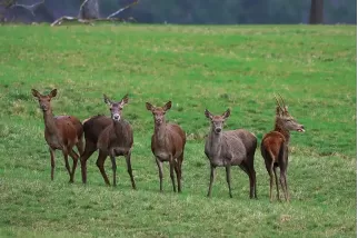 Tableau d'un Troupeau de cerfs élaphe