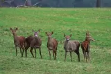 Tableau d'un Troupeau de cerfs élaphe