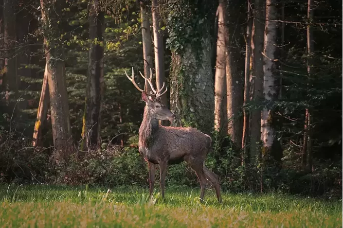 Tableau d'un Cerf élaphe