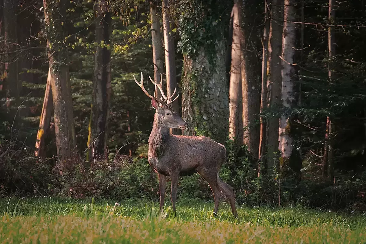 Tableau d'un Cerf élaphe