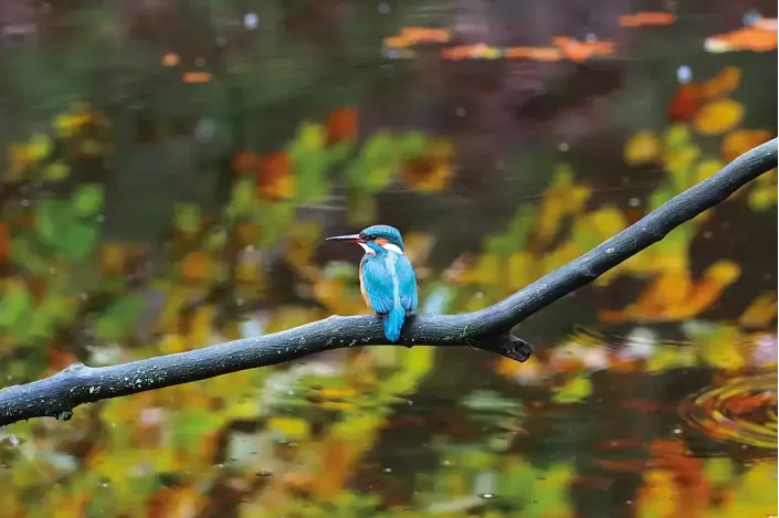 Tableau d'un oiseau Martin-pêcheur d'Europe