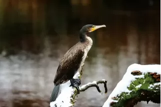 Tableau d'un oiseau Grand Cormoran