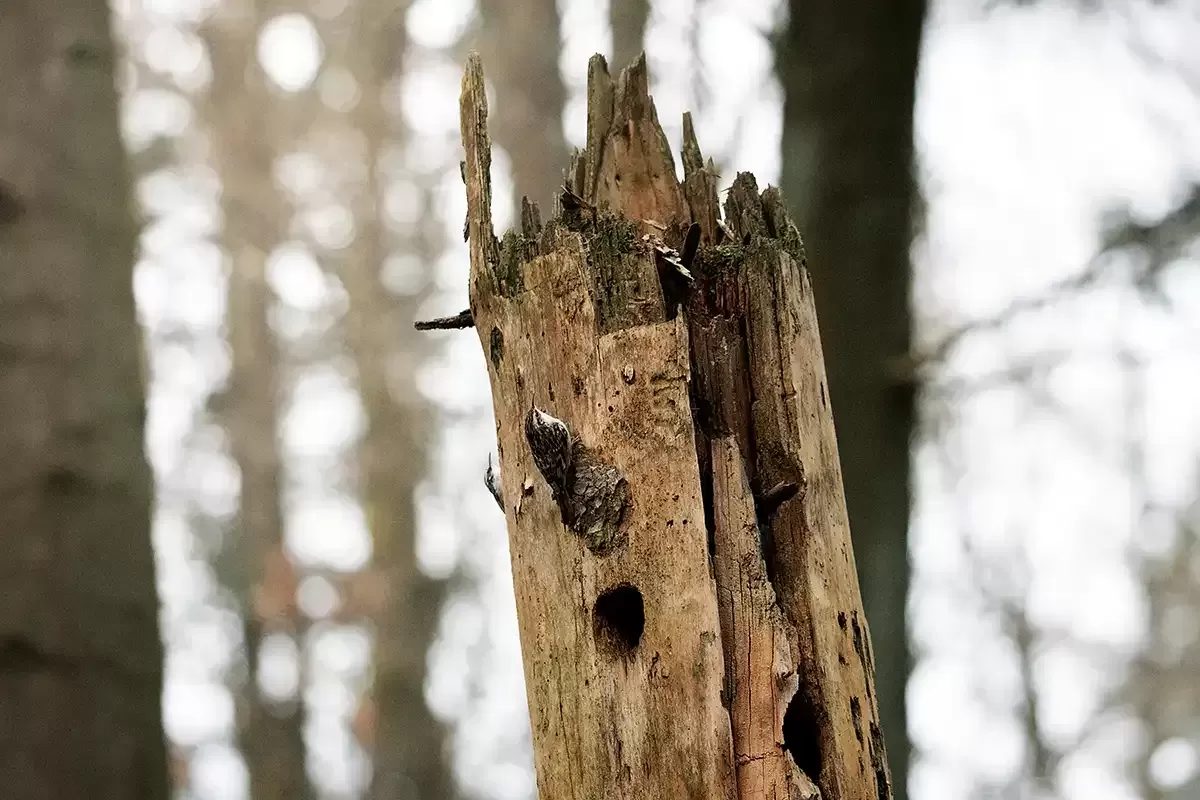 Tableau d'un Grimpereau des bois