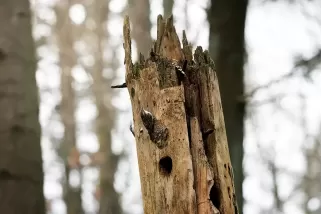 Tableau d'un Grimpereau des bois