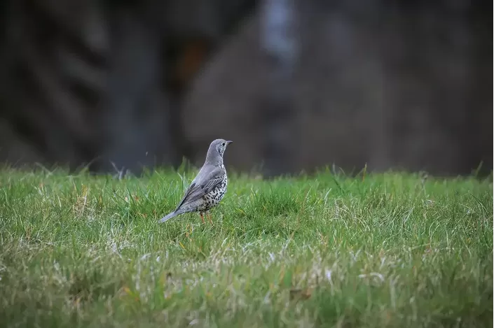 Tableau d'un oiseau Grive draine