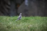 Tableau d'un oiseau Grive draine