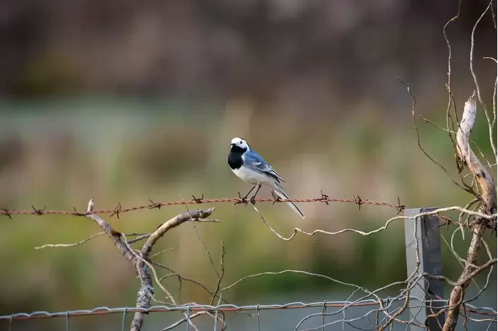 Tableau d'un oiseau Bergeronnette grise