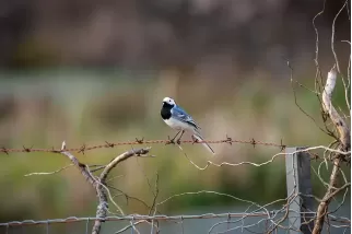 Tableau d'un oiseau Bergeronnette grise