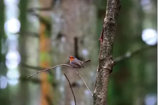 Tableau d'un oiseau Rouge-gorge