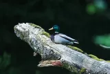 Tableau d'un Canard colvert