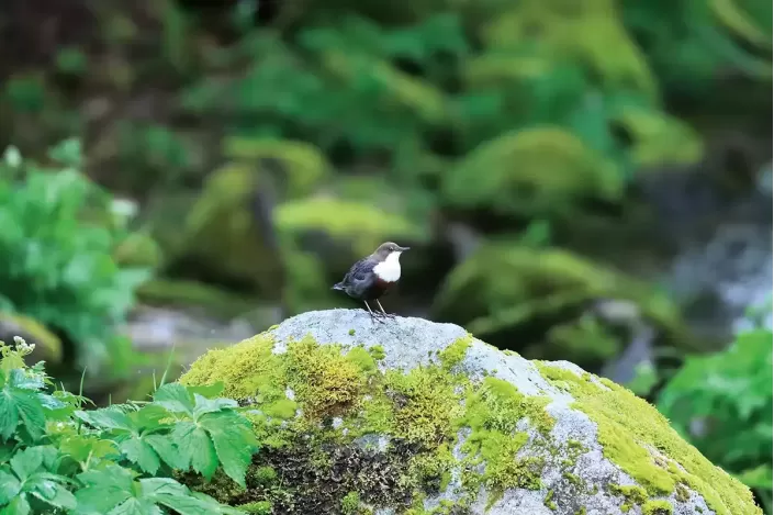 Tableau d'un oiseau Cincle plongeur