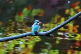 Tableau Martin-Pêcheur sous la Pluie en Automne pour Chalets et Hôtels