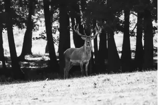 Tableau en noir et blanc d'un grand Cerf élaphe