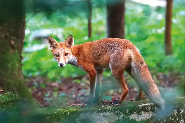 Tableau d'un Renard roux