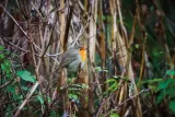 Tableau d'un oiseau Rouge-gorge