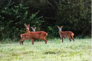 Tableau avec 3 Chevreuils