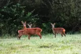 Tableau avec 3 Chevreuils