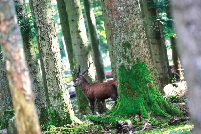 Tableau d'un Cerf