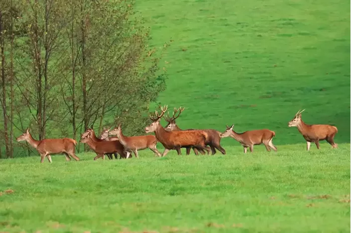 Tableau de Cerfs