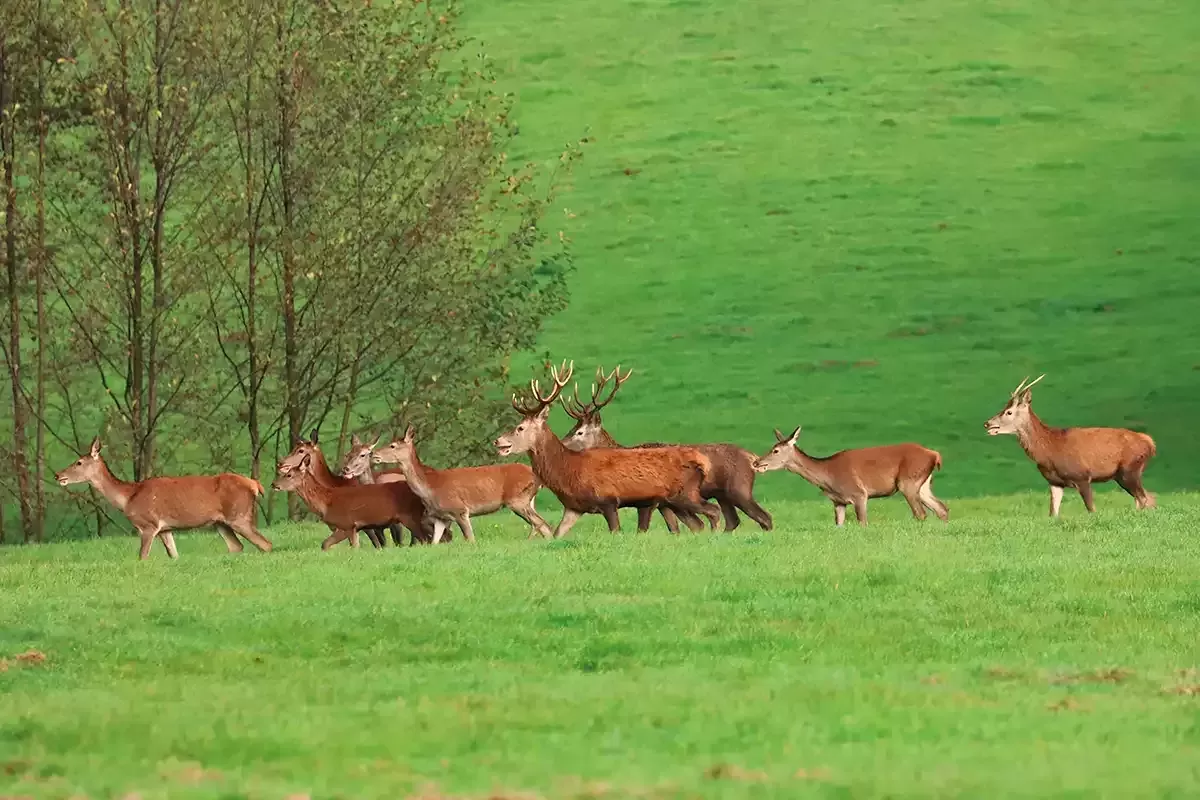 Tableau de Cerfs