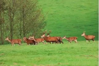 Tableau de Cerfs