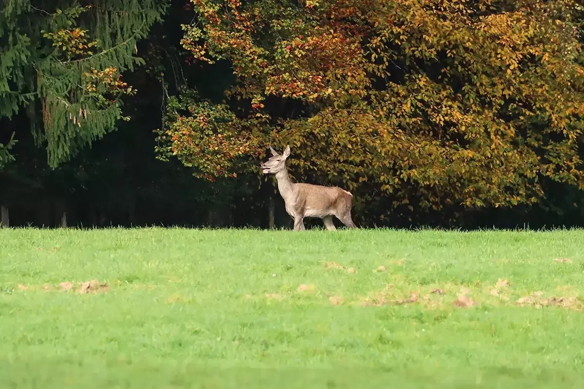 Tableau d'un Cerf