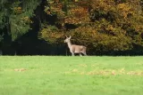 Tableau d'un Cerf