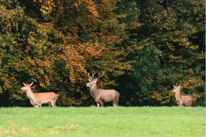 Tableau de Cerfs