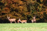 Tableau de Cerfs