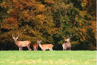 Tableau de Cerfs