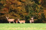 Tableau de Cerfs