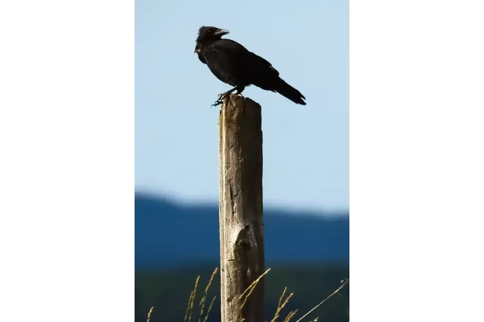 Tableau d'un corbeau