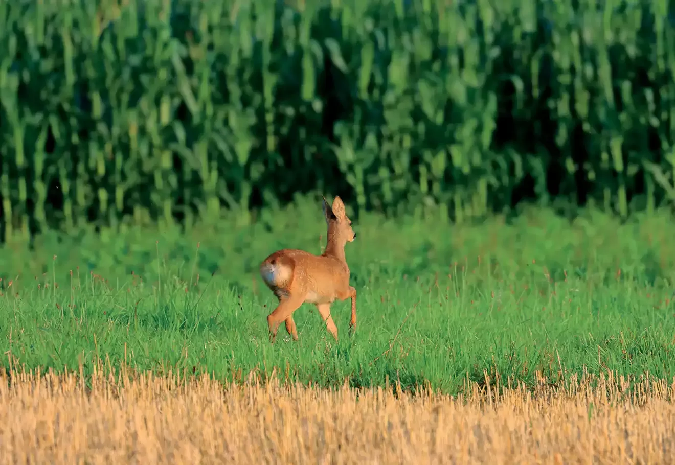 Exposition Photo'Folies à Dambach : Animaux des Vosges du Nord à l'Honneur