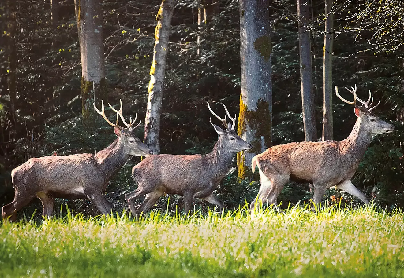 Exposition à la Mairie de Reichshoffen : Une Immersion dans la Nature et la Faune Sauvage