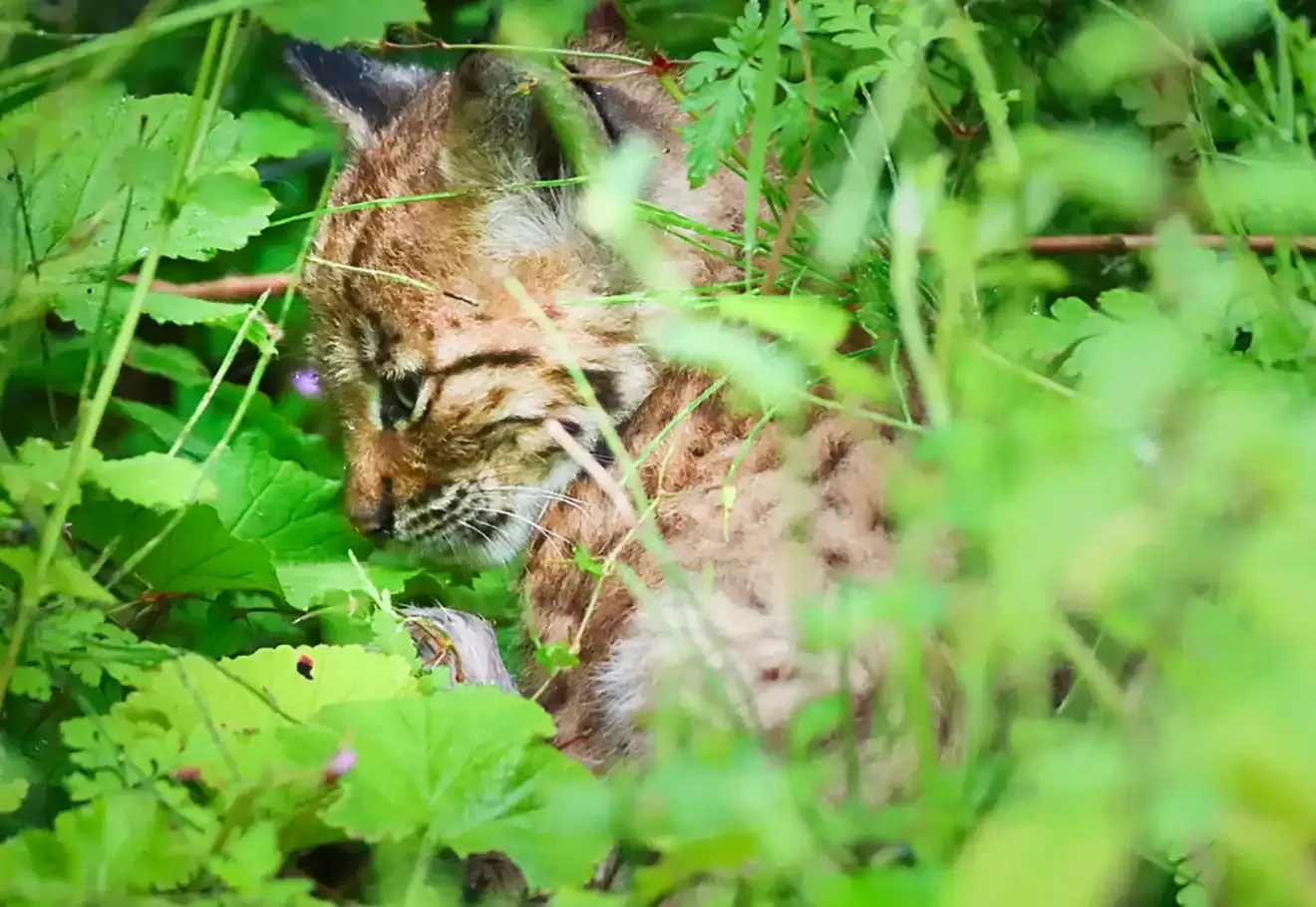 Un face-à-face unique avec un lynx dans les forêts des Vosges du Nord