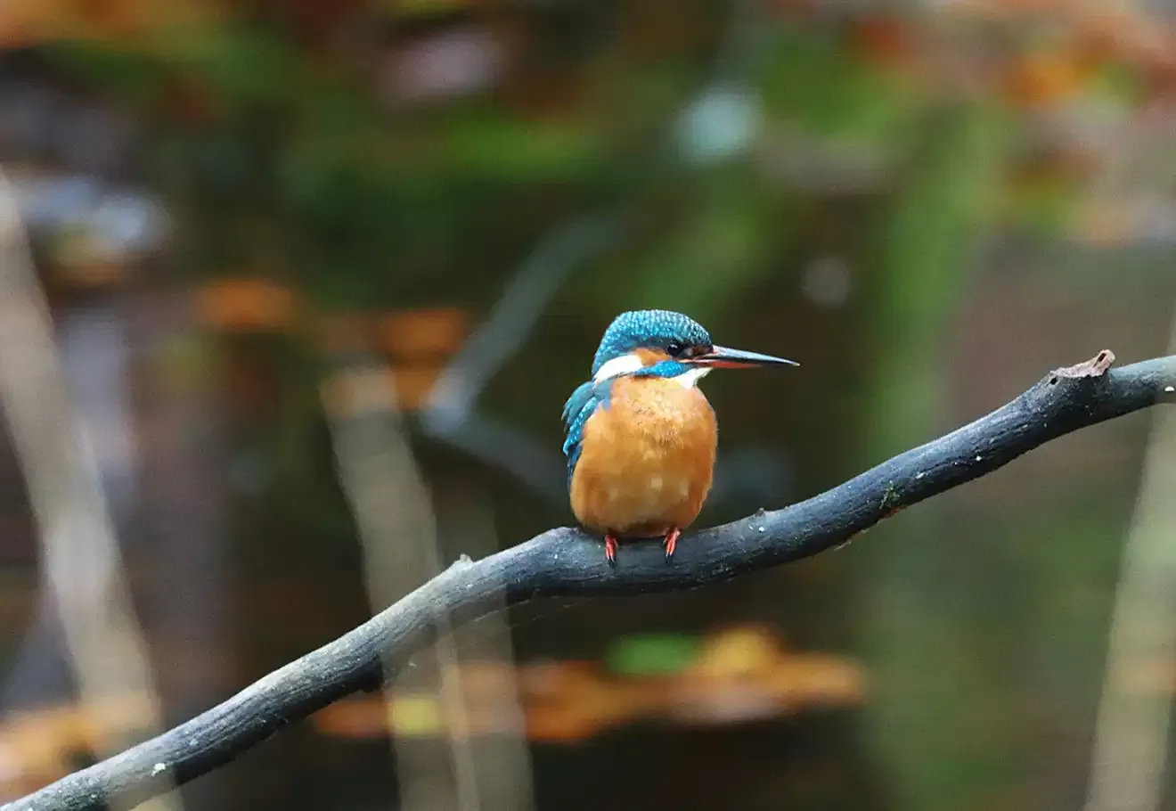 À l'affût d'un matin d'automne : rencontre avec un martin-pêcheur dans les forêts d'Alsace