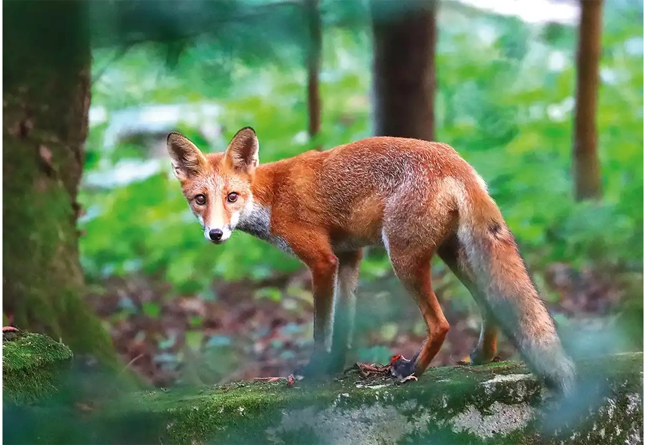 Photo de Renard : Offrez une touche sauvage et poétique à votre intérieur avec nos Tableaux Décoratifs