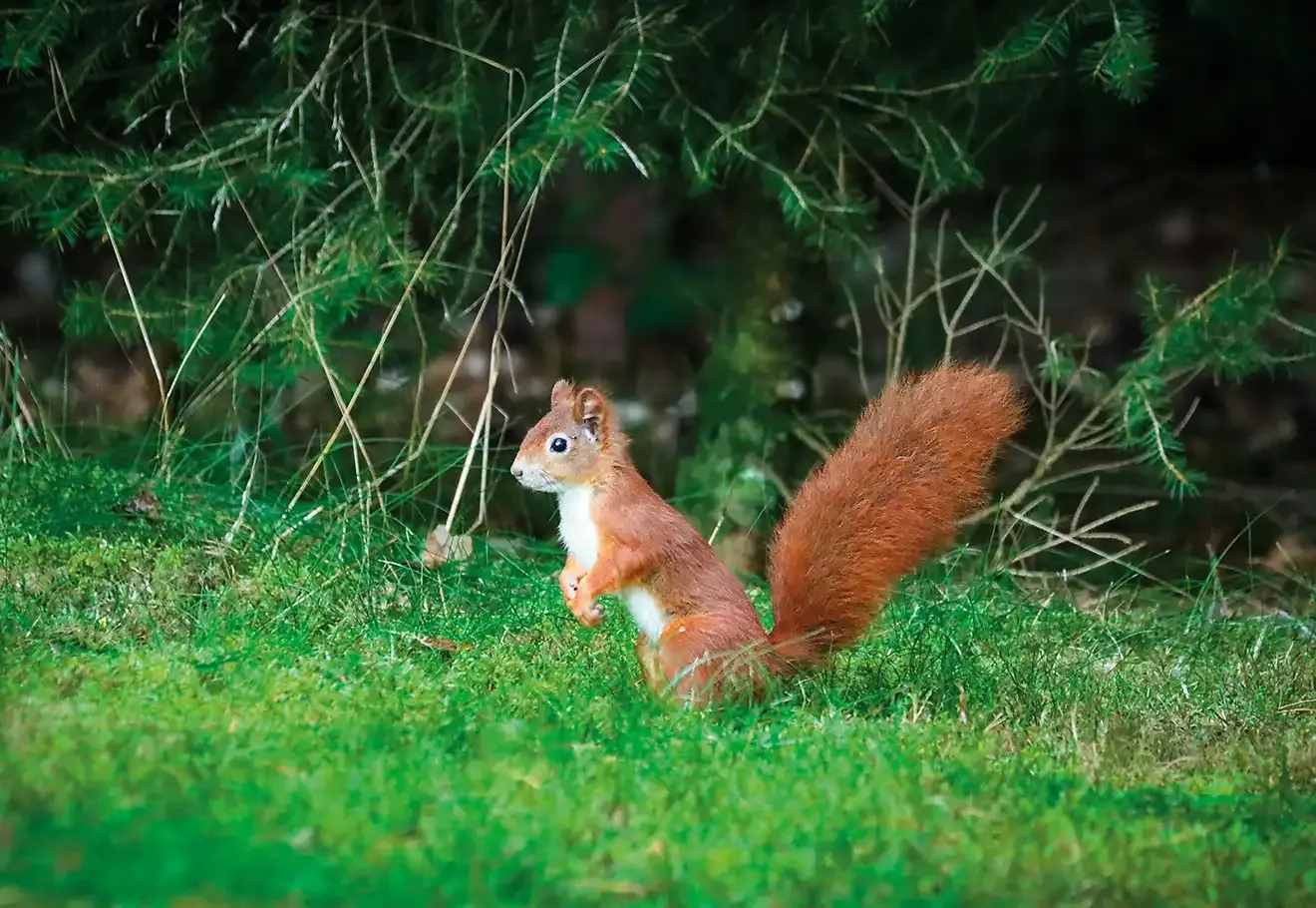 Un tableau photo animalier plein de vivacité : l’Écureuil roux par Photos Ferner