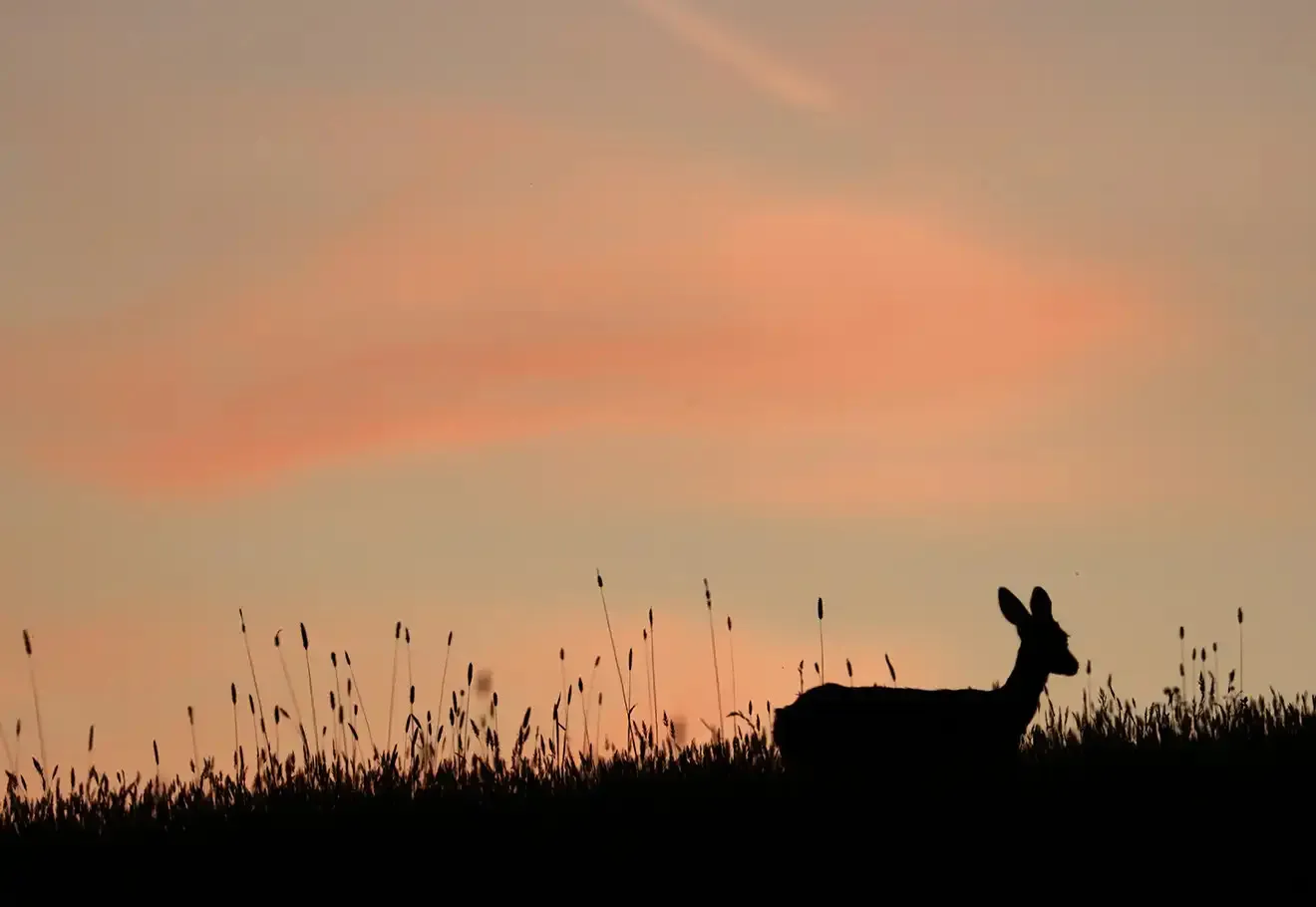 Photo animalière : l’art de sublimer la nature sur vos murs